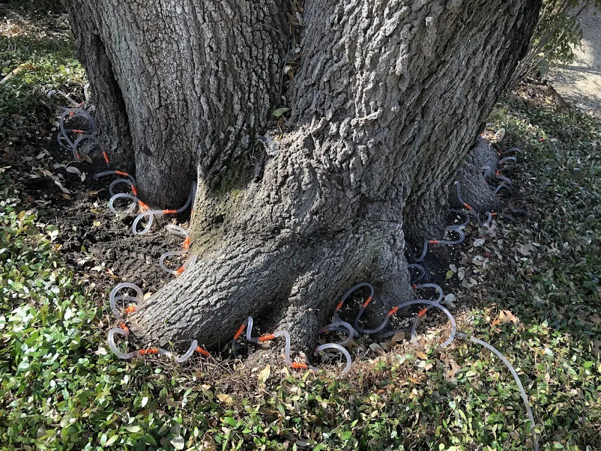 Detailed Tree Cabling and Bracing job site in Crosby