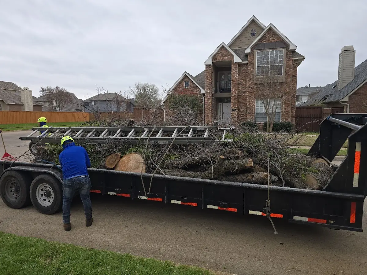 Expert Tree Removal with proper safety equipment in Crosby